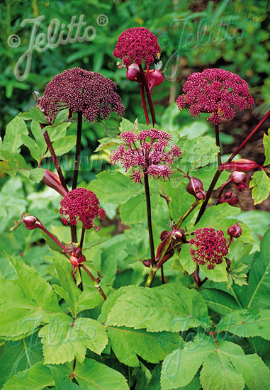 ANGELICA gigas cca.20 semien